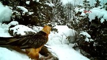 Artvin - Sakallı Akbaba Kameralara Yakalandı