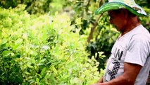 مزارعو الكوكا في كولومبيا قلقون على مستقبلهم من دون متمردي فارك
