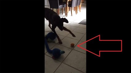 Confused dog totally skeptical of harmless orange