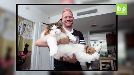 Dünyanın En Büyük Kedisinden Biri Olan Samson Ile Tanışın!