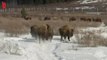 Absents depuis un siècle, des bisons sont réintroduits dans un parc canadien