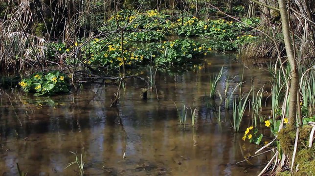 Amphibien - Crapaud commun - La faune et la flore de M&M