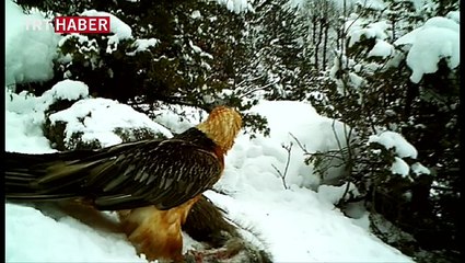 Türkiye'de ilk kez görüntülenen 'sakallı akbaba'