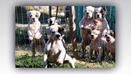 Amerikan Bulldog Özellikleri Nasil Bir Köpektir