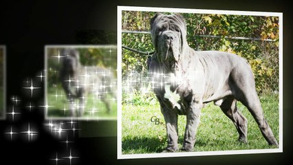 Dünyanin Yasaklanmis napoli mastifi köpegi