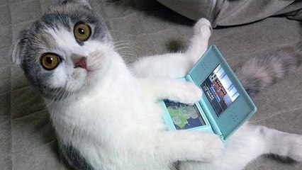 TRY NOT TO LAUGH OR GRIN - Funny Cat Fails Compilation 2017