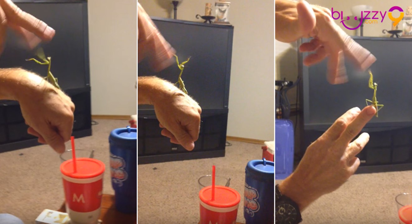 Une mante religieuse se bat contre un pouce humain !