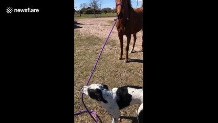 Rescue dog leads rescue horse on walk