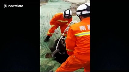 Firefighters use crane to pull ox out of hole
