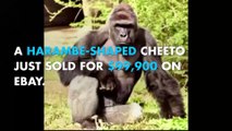 A Harambe-shaped Cheeto sold for nearly $100,000 on Ebay