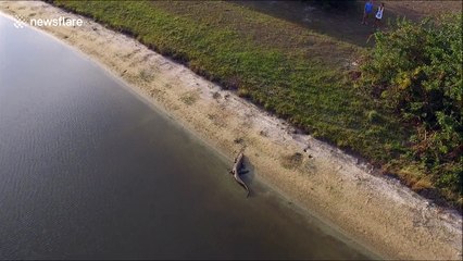 Aerial footage of a LARGE alligator relaxing on the banks of a river