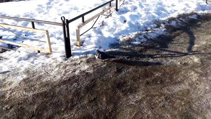 Pigeon tries to eat whole slice of bread, ends up with bread collar