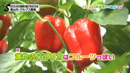 SKE48の岐阜県だって地元ですっ！ 2016年10月26日オンエア「ske48が農業の魅力を伝える（4）高山市・アルプス農場」