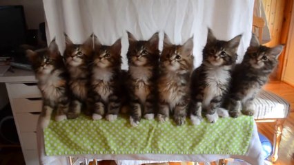 Seven Cute Kittens With Great Reflexes, funny cats,