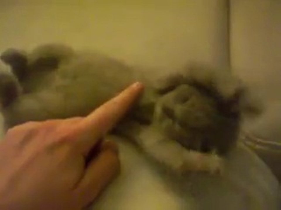 sweet kitten, süßes Kätzchen, funny cats,