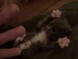 funny kitten, funny cats, sweet cats, cats,