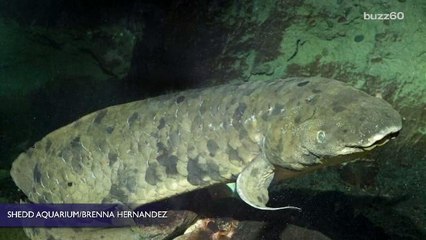 Why Everyone is so Sad About This Dead Fish