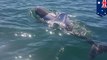 Lumba-lumba terlihat berenang mengenakan T-shirt di Australia - Tomonews
