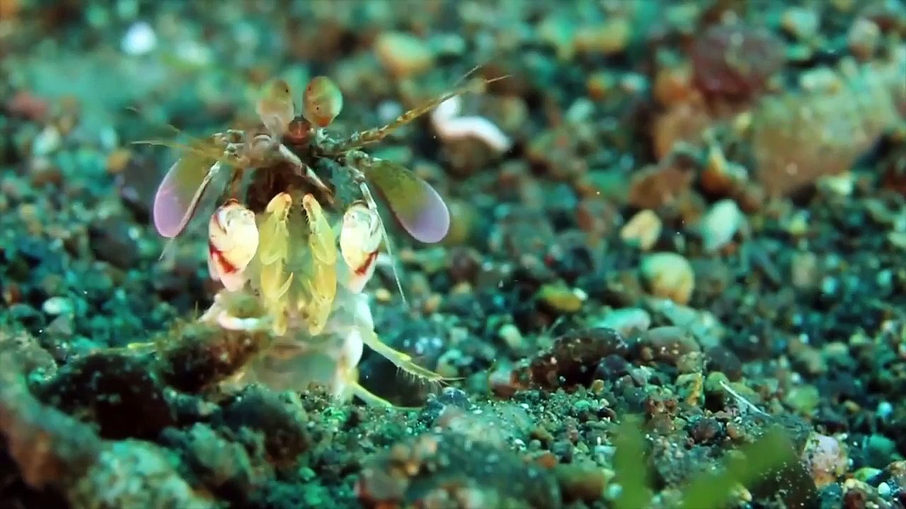 Liveaboard Life: The Indo Aggressor