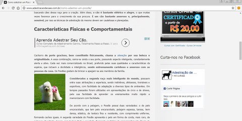 Como Cuidar de Um Poodle!