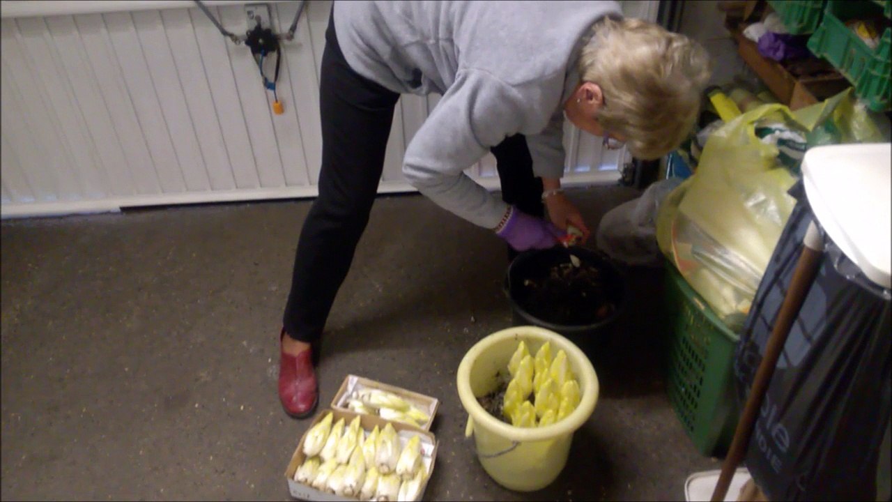 La récolte de nos endives