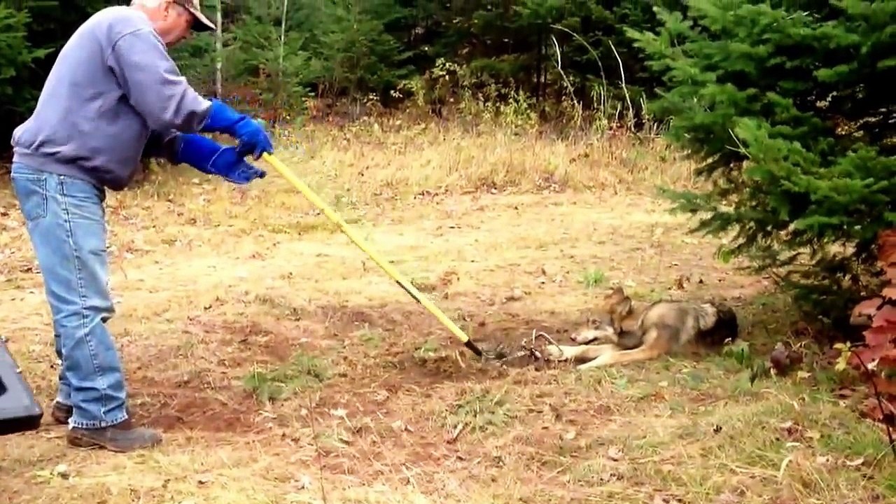2013 Wolf Season catch and release