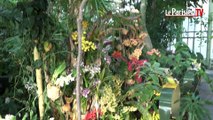 Mille et une orchidées à découvrir au jardin des Plantes