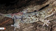 New Gecko Species Rips Off Its Own Skin When Threatened