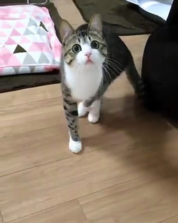 Cute Cat