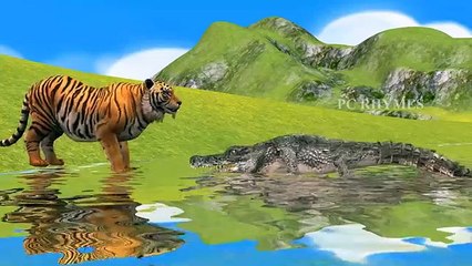 Tiger Vs Crocodile Cartoons Singing Finger Family Children Nursery Rhymes For Kids And Babies