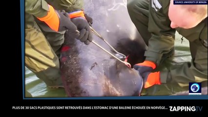 Une baleine euthanasiée après avoir avalé 30 sacs plastiques (Vidéo) -  Vidéo Dailymotion