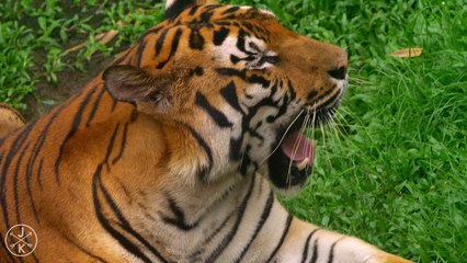 Beautiful Nature Wildlife HD