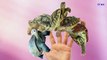 Tortoise Finger Family Rhymes For Kids | Tortoise Cartoon Finger Family Children Nursery Rhymes