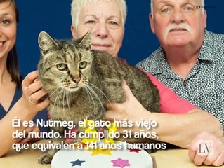 Nutmeg, el gato más viejo del mundo