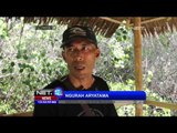 Wisata Hutan Mangrove di Buleleng - NET12