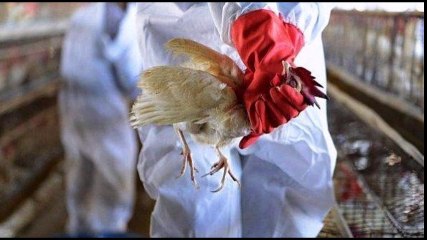 ألمانيا إنفلونزا الطيور تظهر في ساكسونيا .. و التخلص من آلاف الديوك الرومية بسبب الإصابة