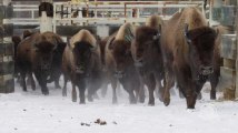 Au Canada, pour reloger des bisons, on fait simple: par hélicoptère