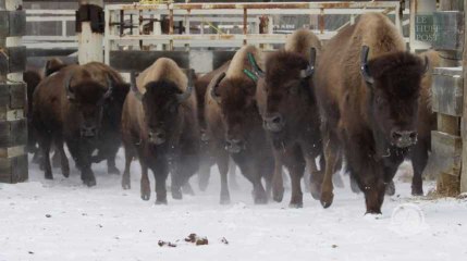 Au Canada, pour reloger des bisons, on fait simple: par hélicoptère