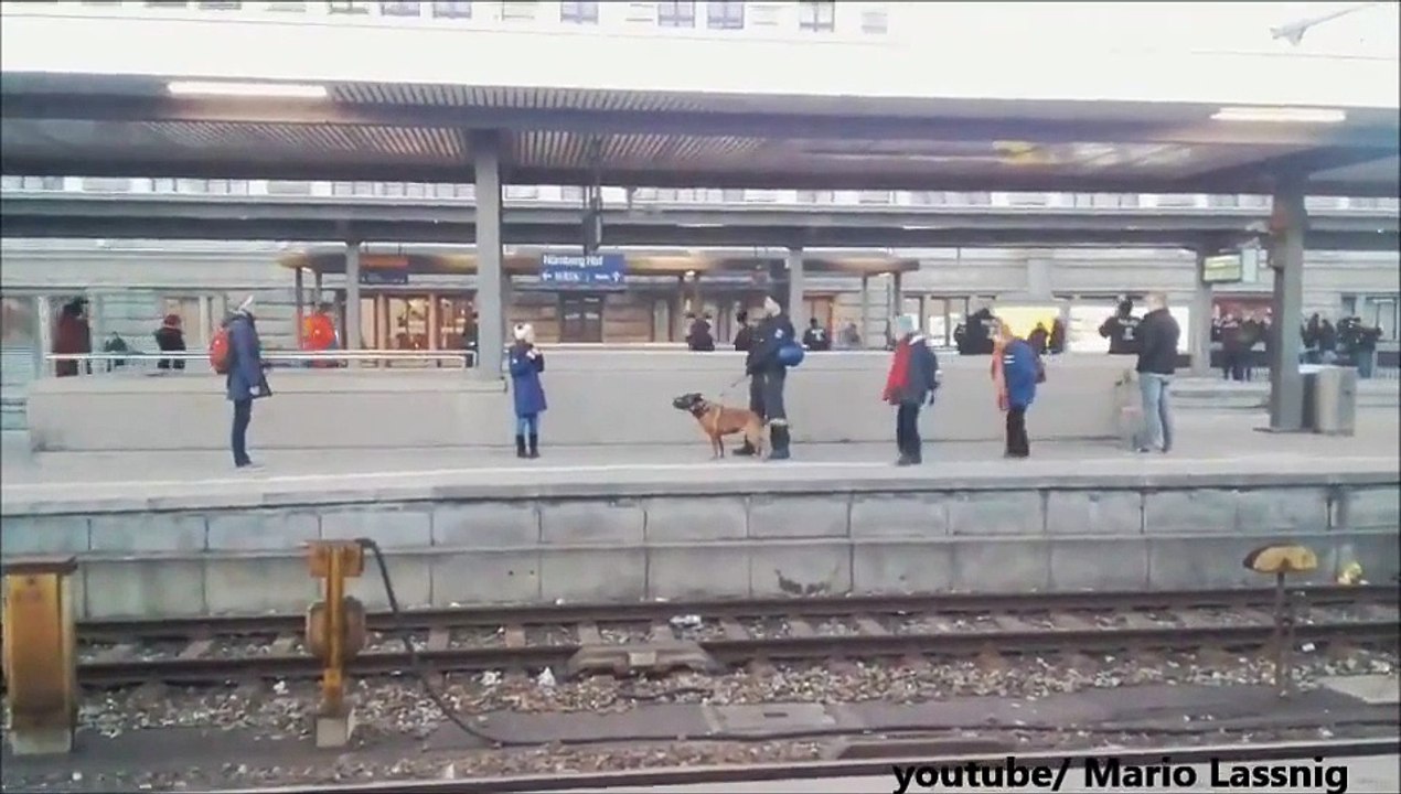 CHOC ! Un chien policier fait chuter une mamie sur la voie ferrée ! Elle est sauvée de justesse !