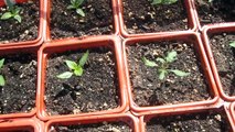 How to Grow a Garden from Seed. Soil Prep Starting Tomato Seeds