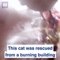 Zjarrfikësit e “kthejnë në jetë” macen