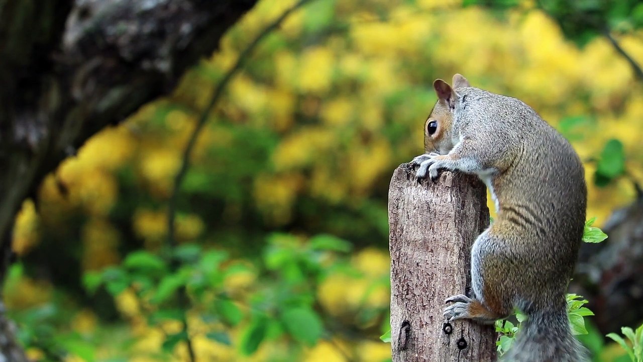 Life Of A Squirrel