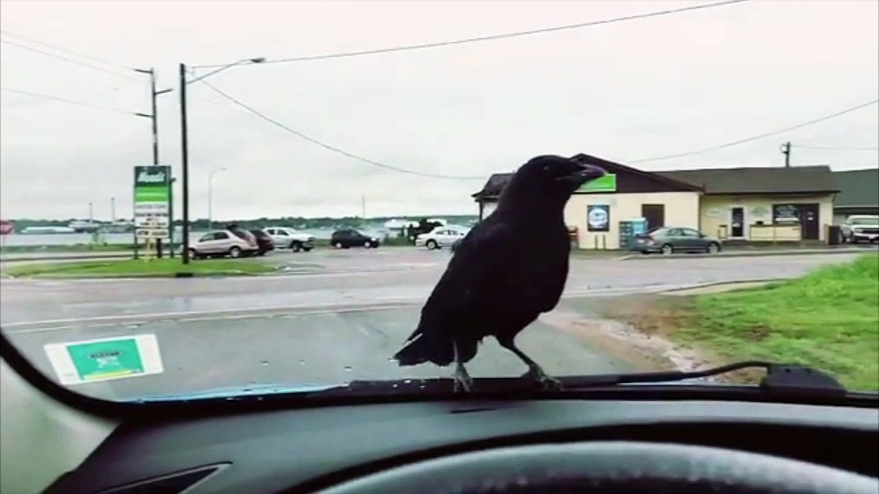 Crow Would Rather Drive Than Fly