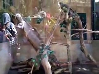 gembira loka serba biawak adelio jangan dekat - dekat