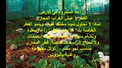 زراعة المشروم فى الارض-2017