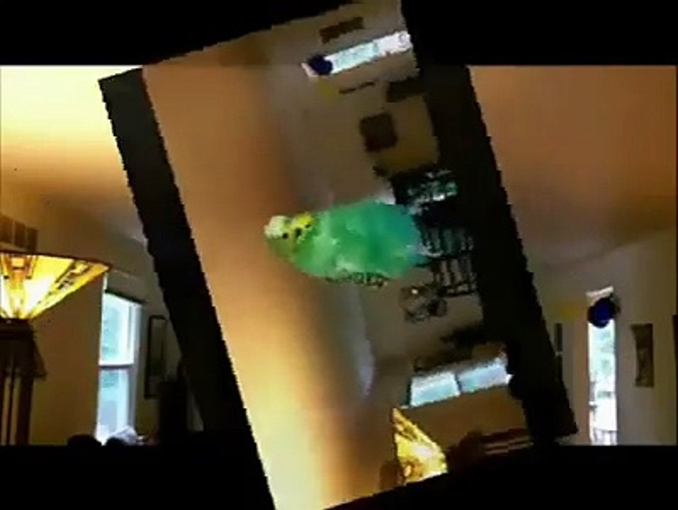 mon bel oiseau