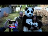 Tingkah Bayi Panda Raksasa Berumur 5 Bulan di Kebun Binatang Washington - NET24