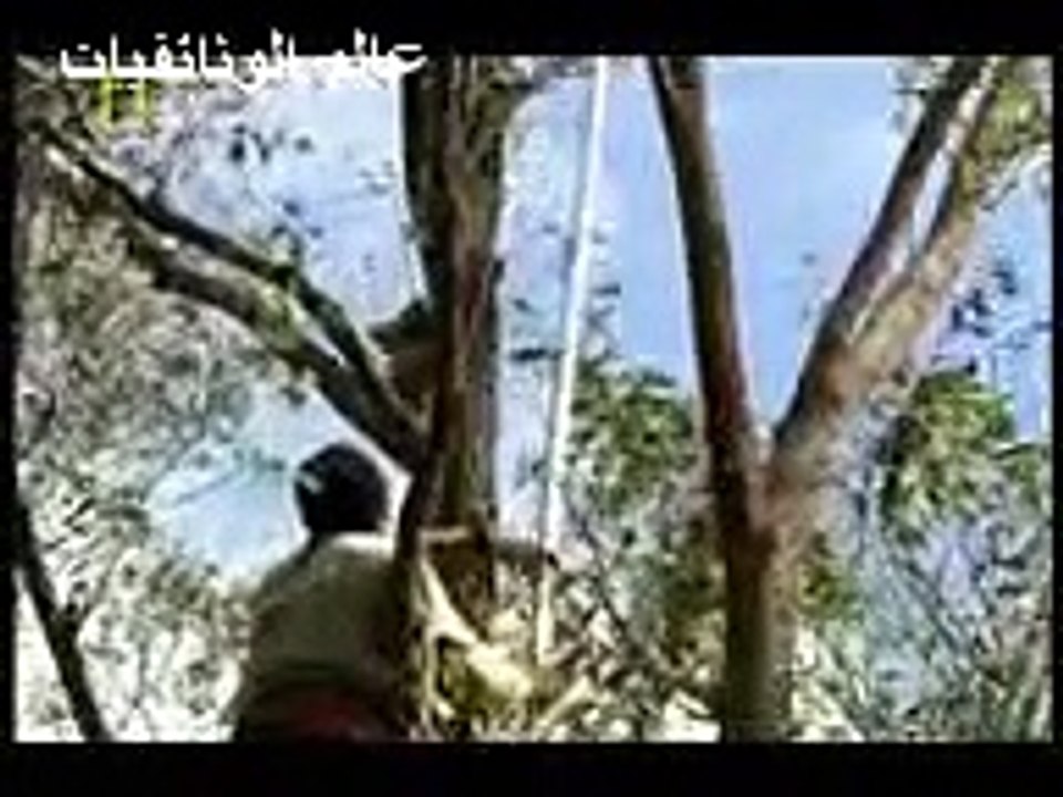 حيوان الكوالا الحيوان الأكثر شهرة في أستراليا "الحيوان المحبوب" 2016