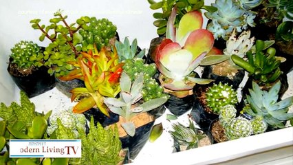Succulent gardening with Stephanie
