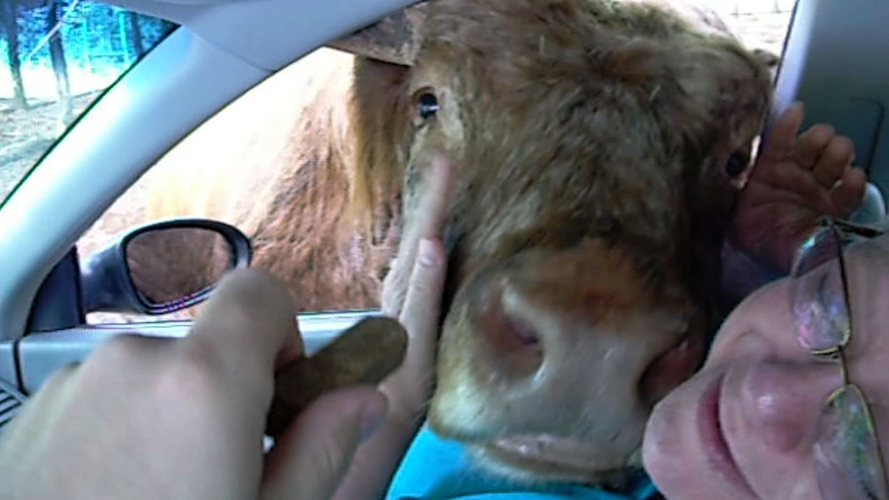 10 Reasons You Shouldn't Go On Safari